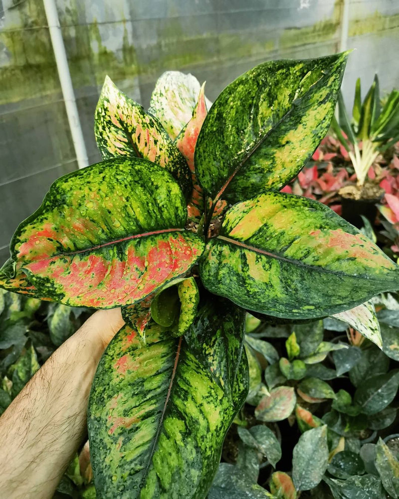 Aglaonema Heng Heng