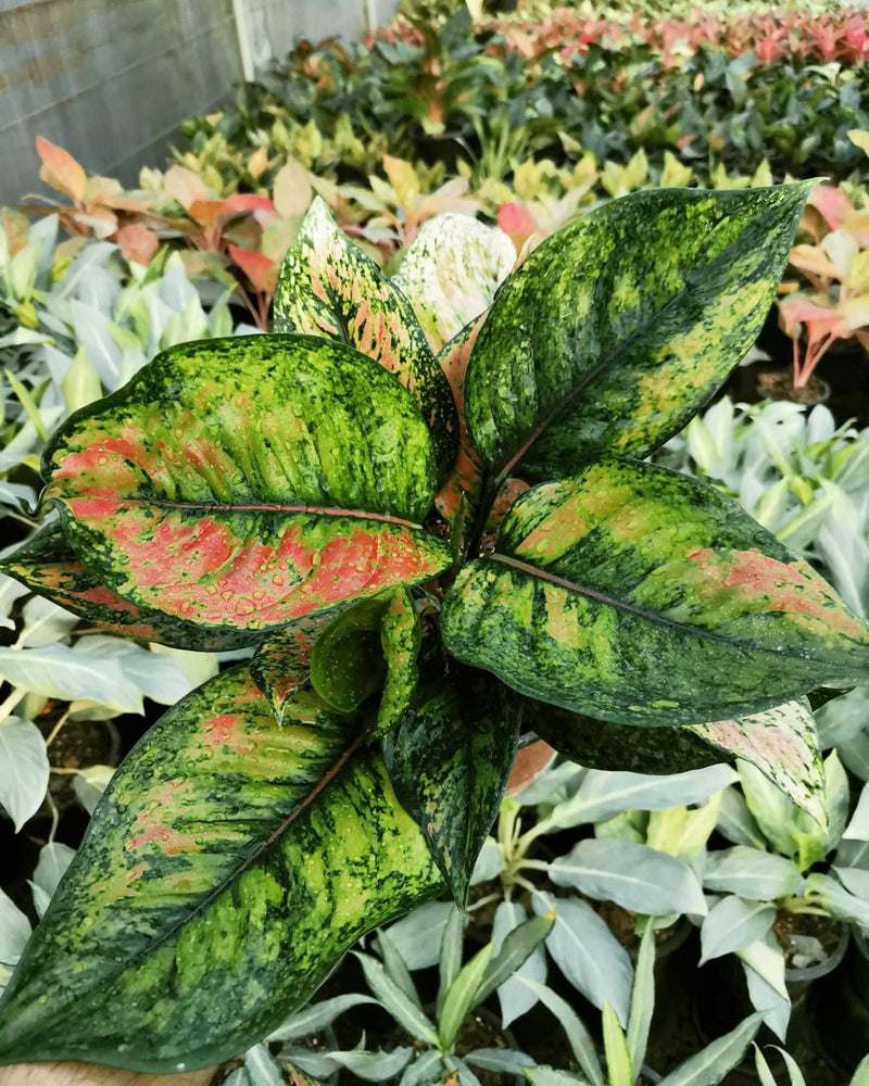 Aglaonema Heng Heng