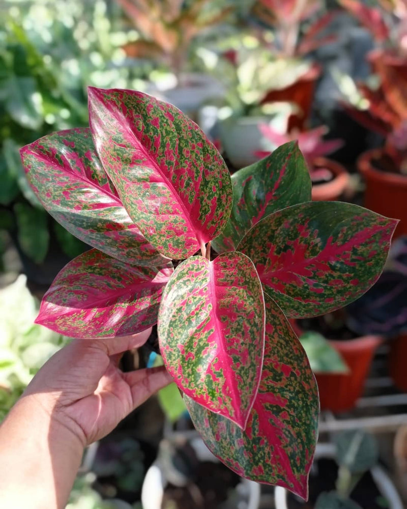 Aglaonema Red Stardust