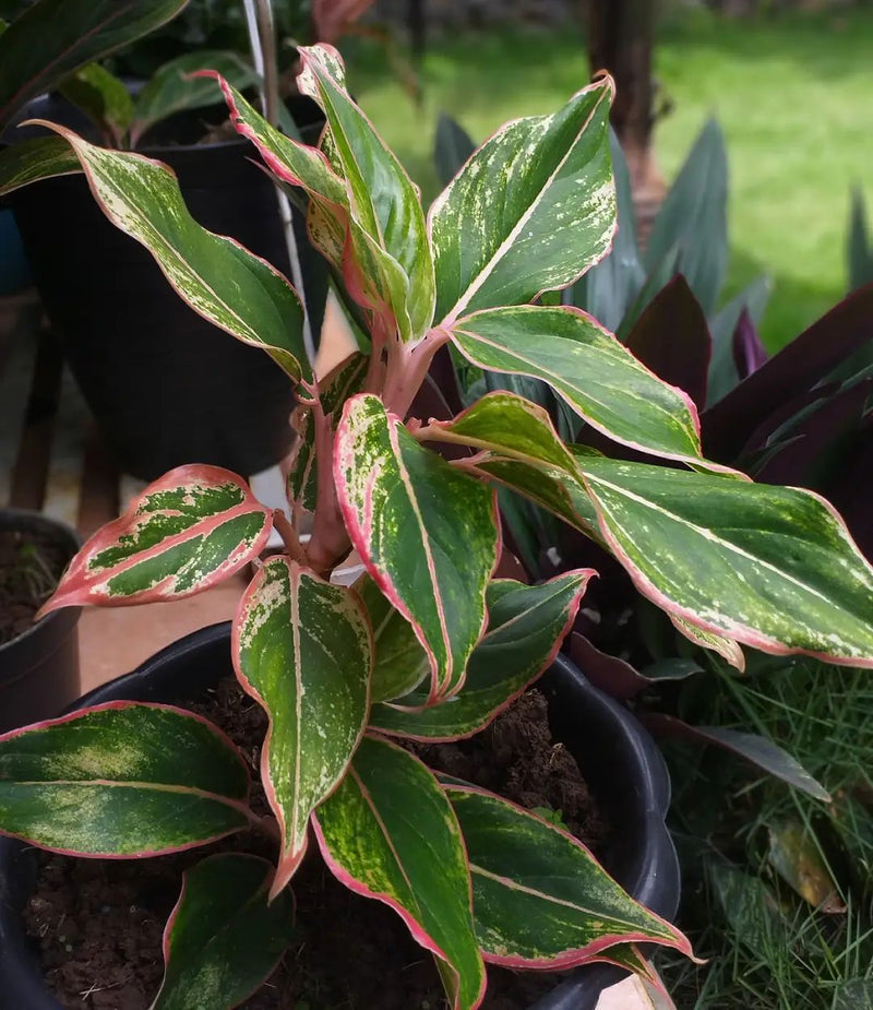 Aglaonema Siam Aurora