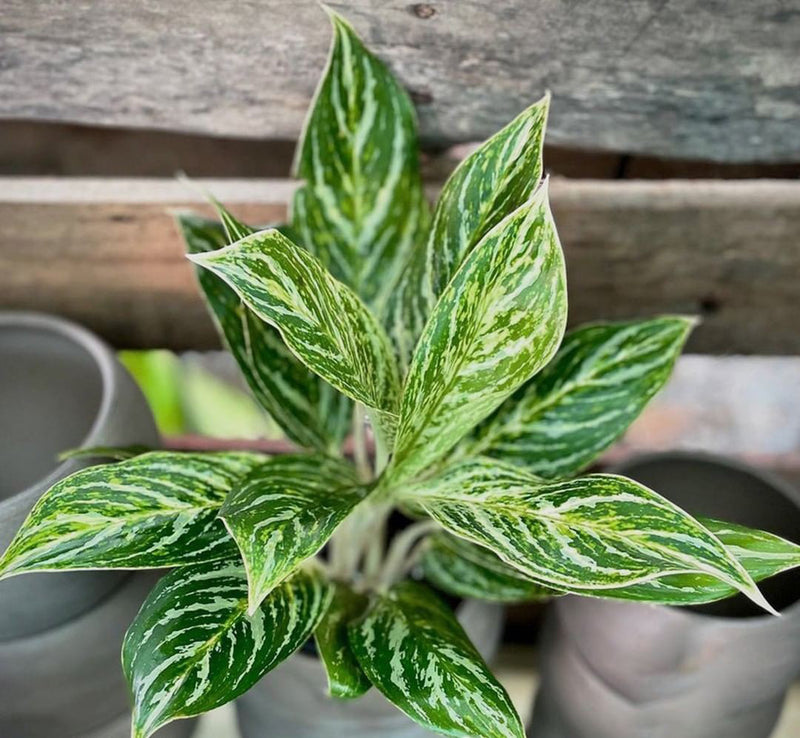 Aglaonema Golden Madonna