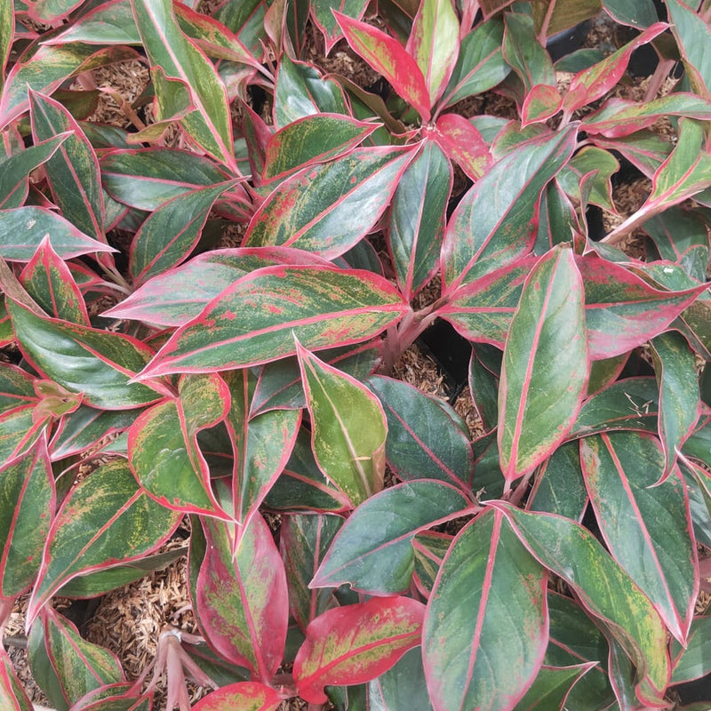 Aglaonema Siam Aurora