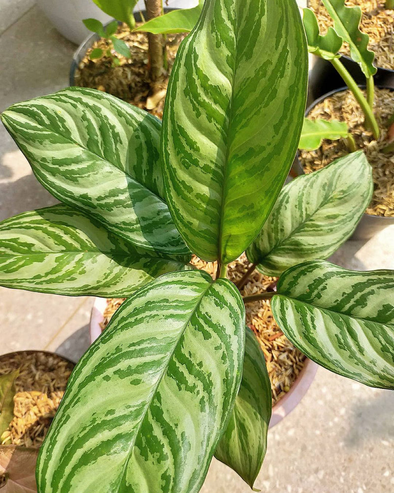 Aglaonema Commutatum