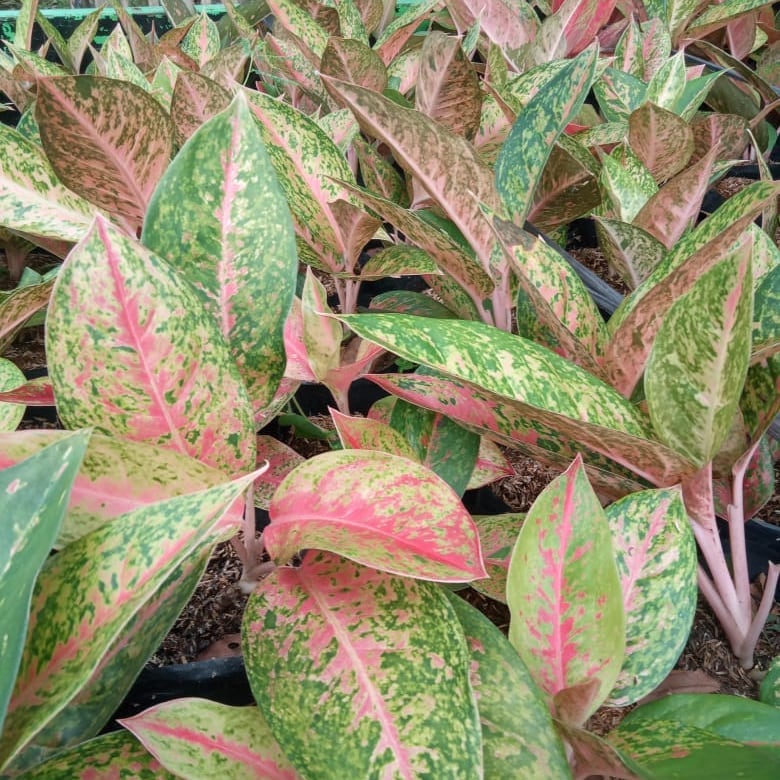 Aglaonema Big Roy