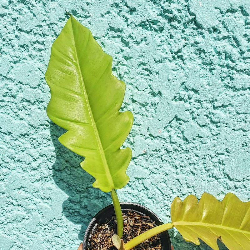 Philodendron Golden Serratum