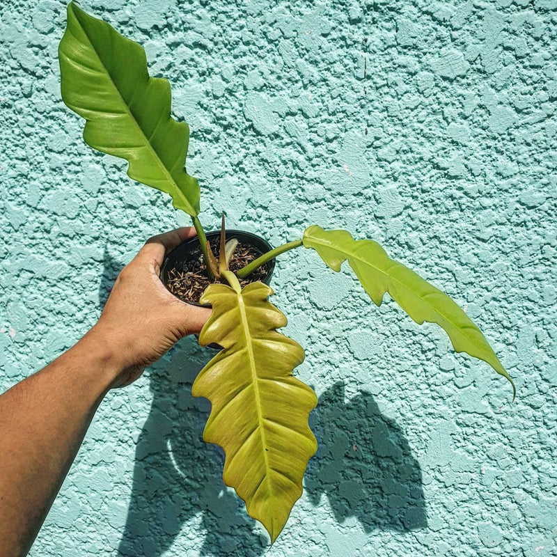 Philodendron Golden Serratum