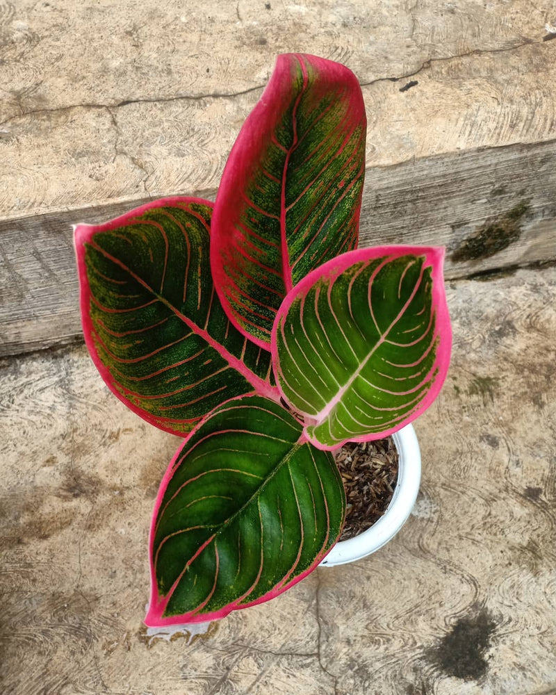 Aglaonema Khanza