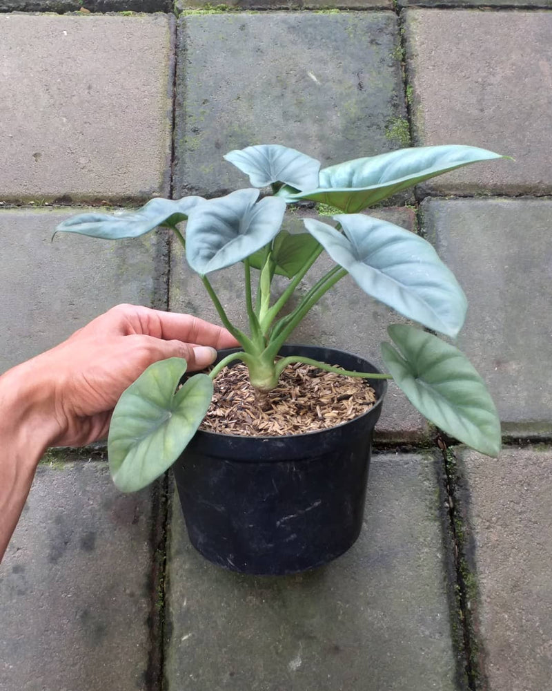 Alocasia Reversa