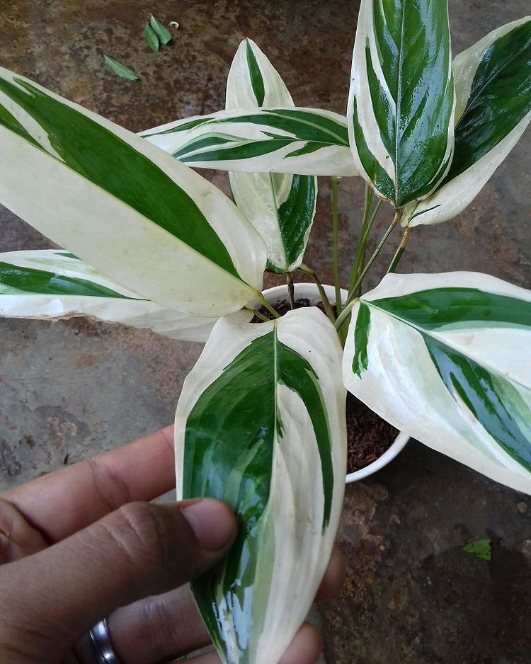 Banana Heliconia Variegated