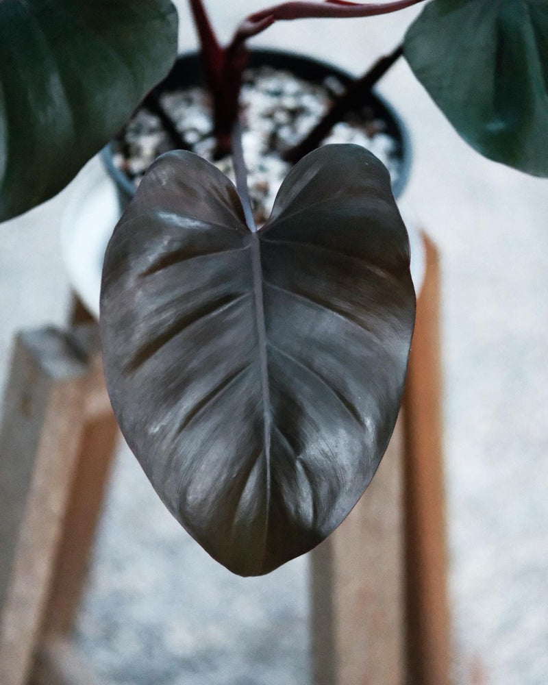 Philodendron Royal Queen