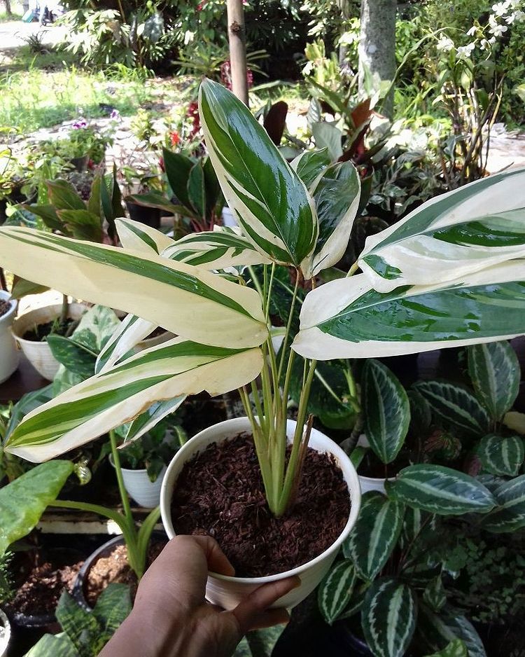 Banana Heliconia Variegated