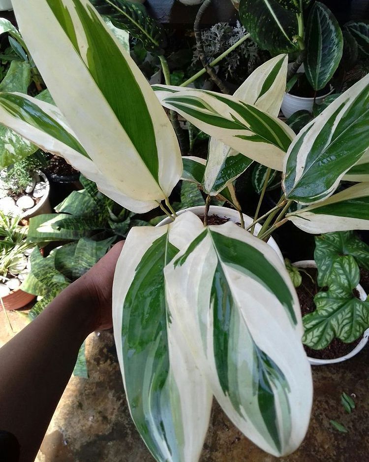 Banana Heliconia Variegated