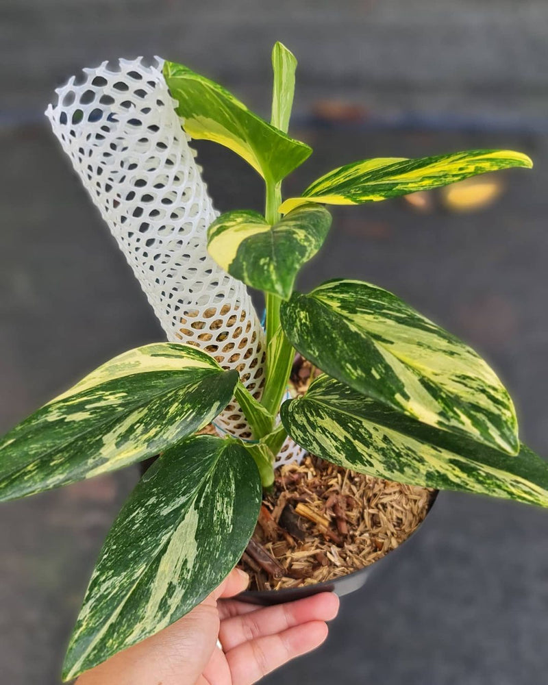 Monstera Standleyana Yellow Variegated