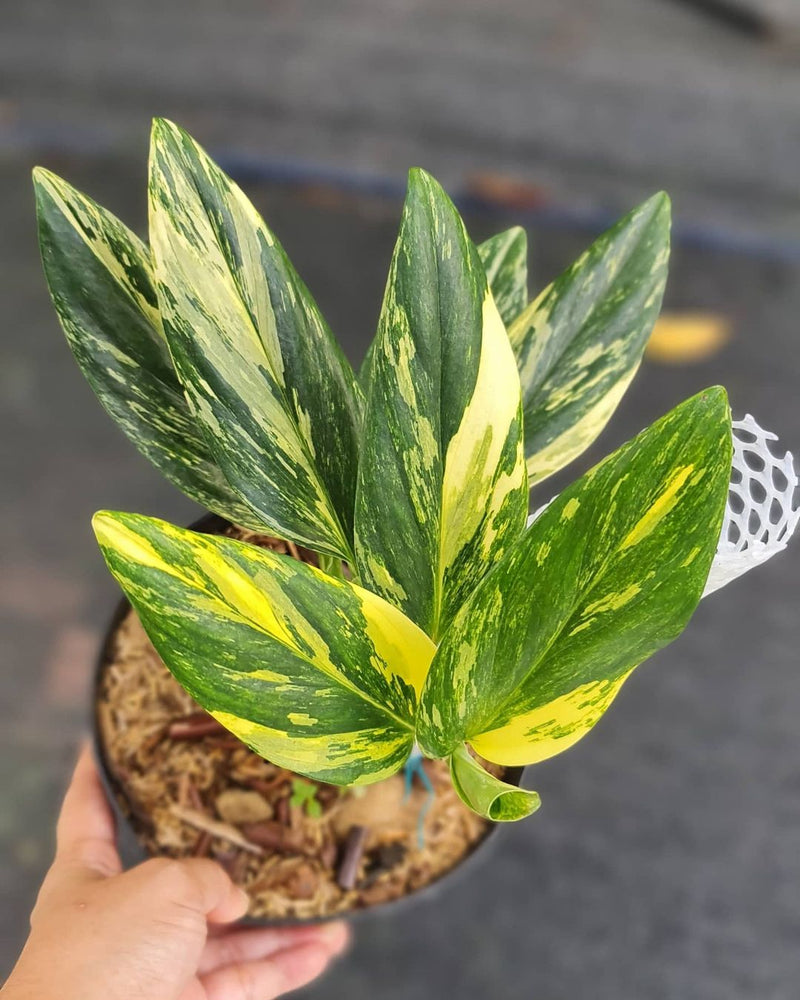 Monstera Standleyana Yellow Variegated