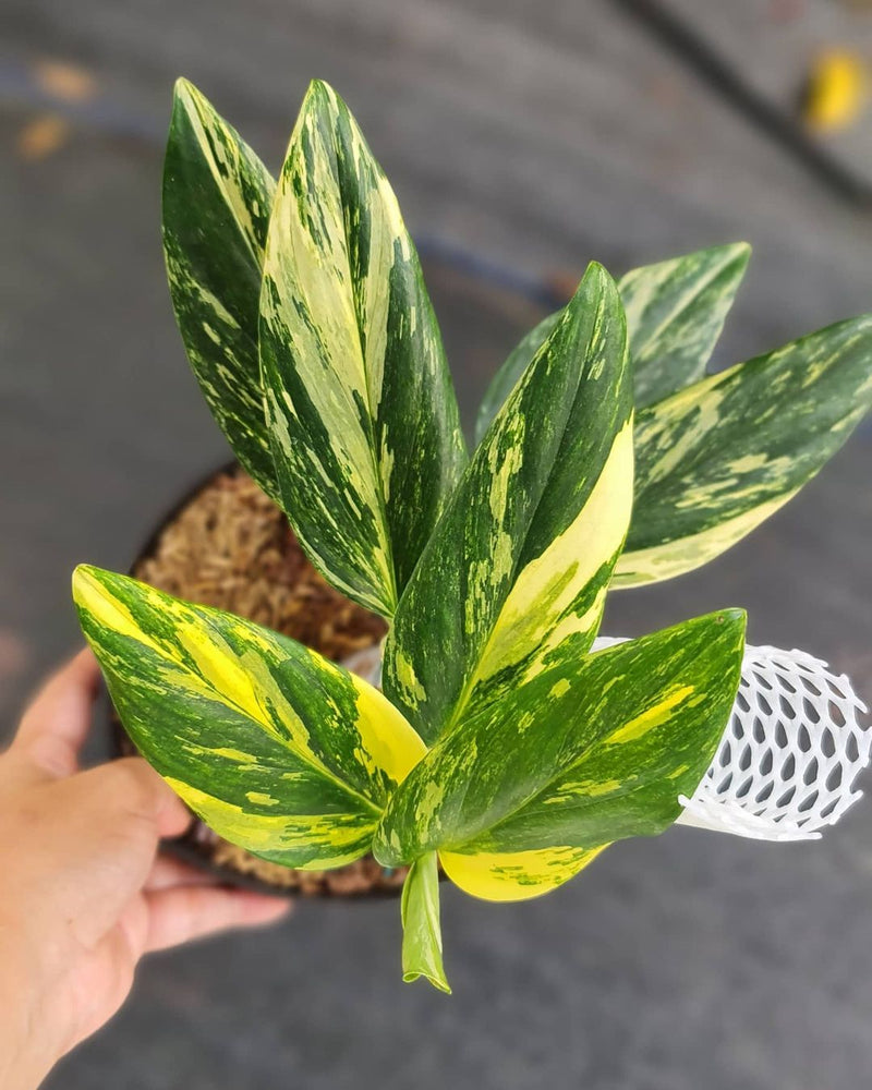 Monstera Standleyana Yellow Variegated