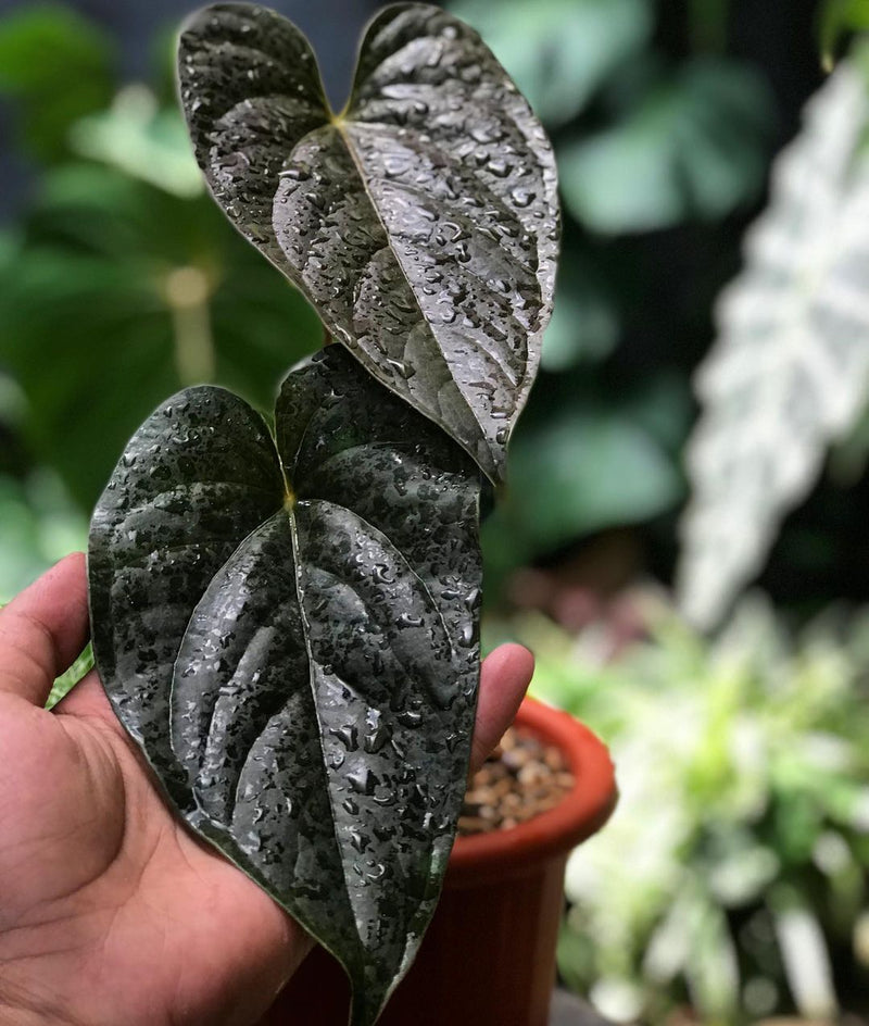 Anthurium Modeanum