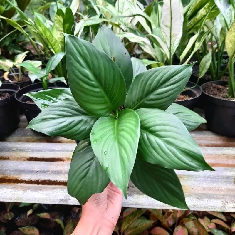 Spathiphyllum Sensation