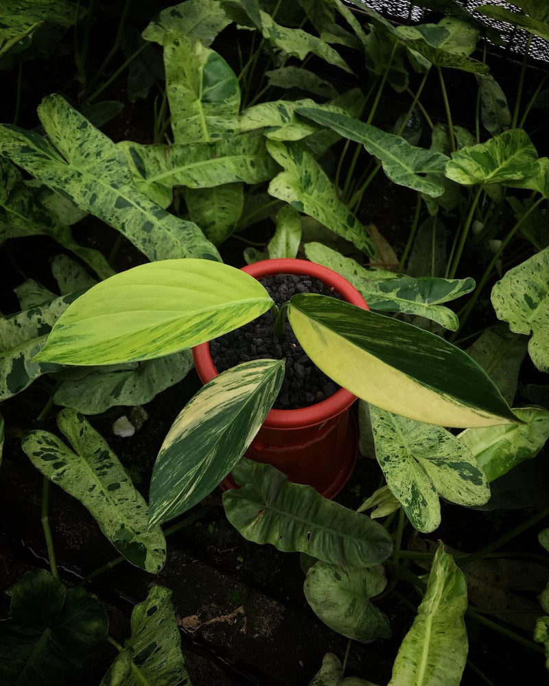 Scindapsus Rupestris Variegated