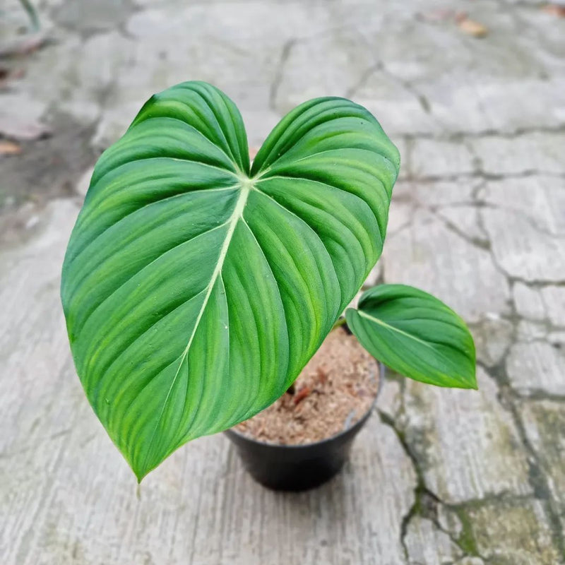 Philodendron Mc Dowel