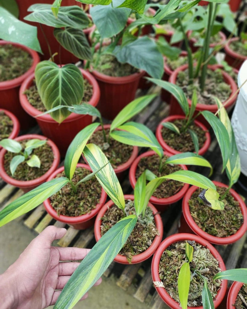 Epipremnum Amplissimum Variegated