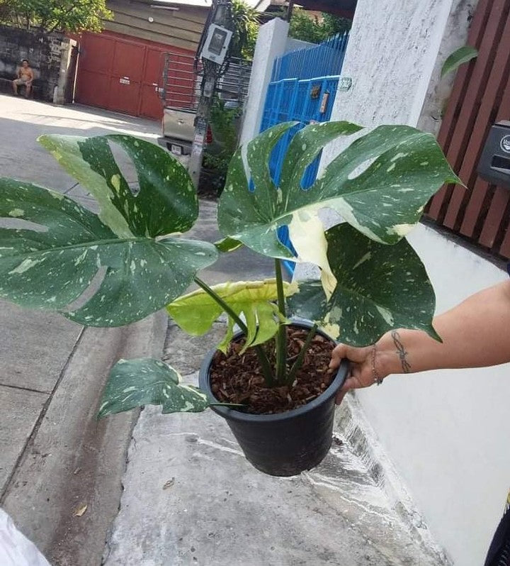 Monstera Thai Constellation