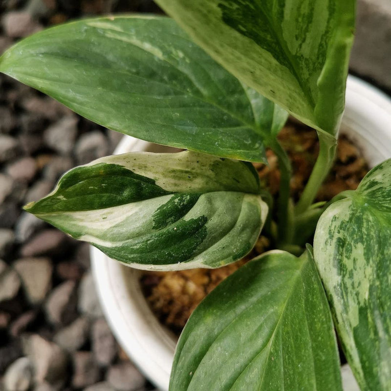 Scindapsus Perakensis Variegated