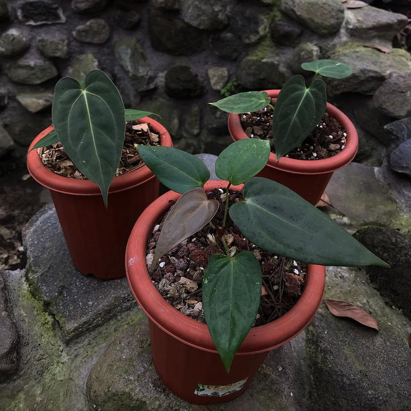 Anthurium Dark Mama