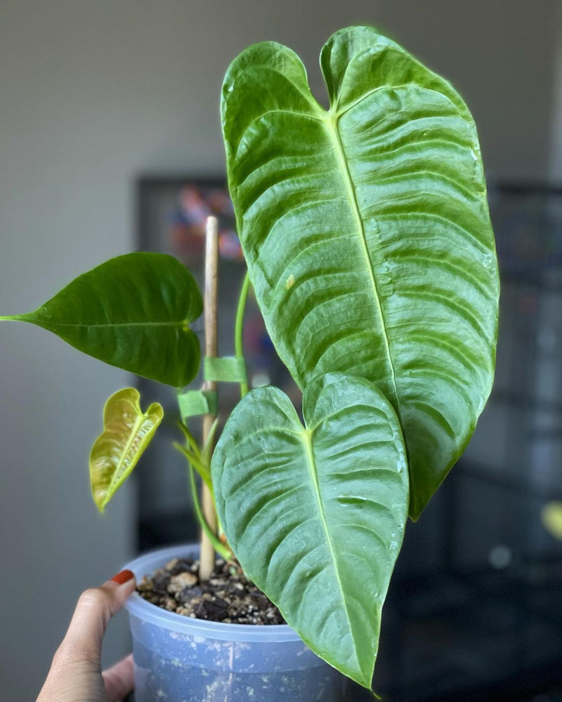 Anthurium Veitchii