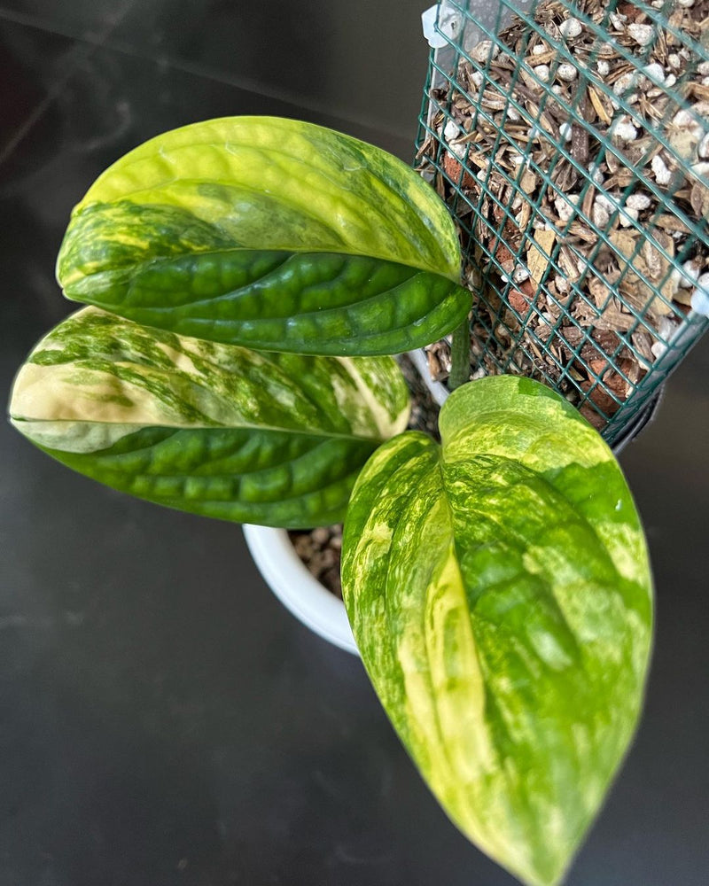 Monstera Karstenianum Variegated