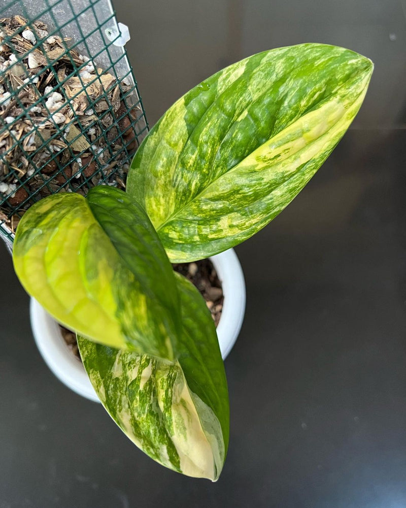 Monstera Karstenianum Variegated