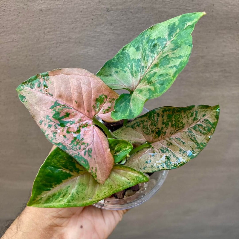 Syngonium Pink Flecked