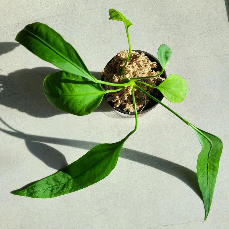 Anthurium Vittarifolium