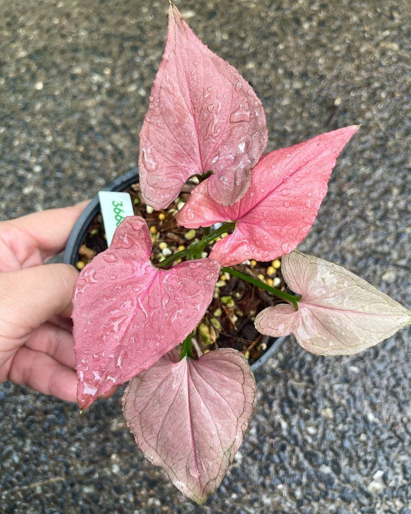 Syngonium Pink Perfection