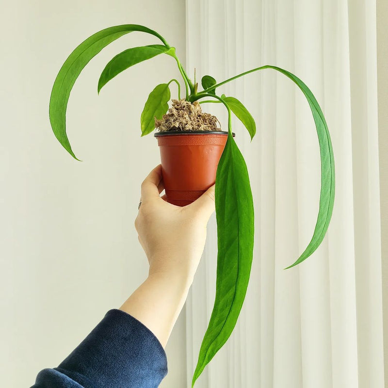 Anthurium Vittarifolium