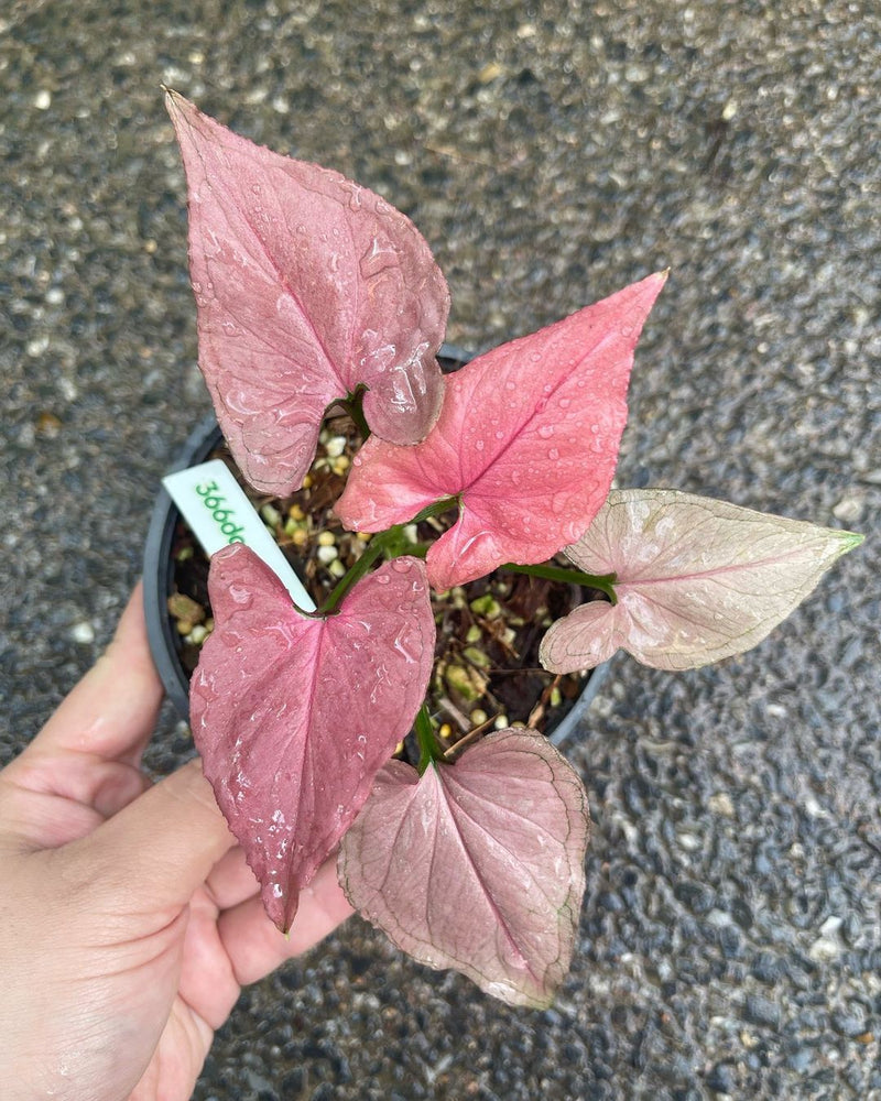 Syngonium Pink Perfection