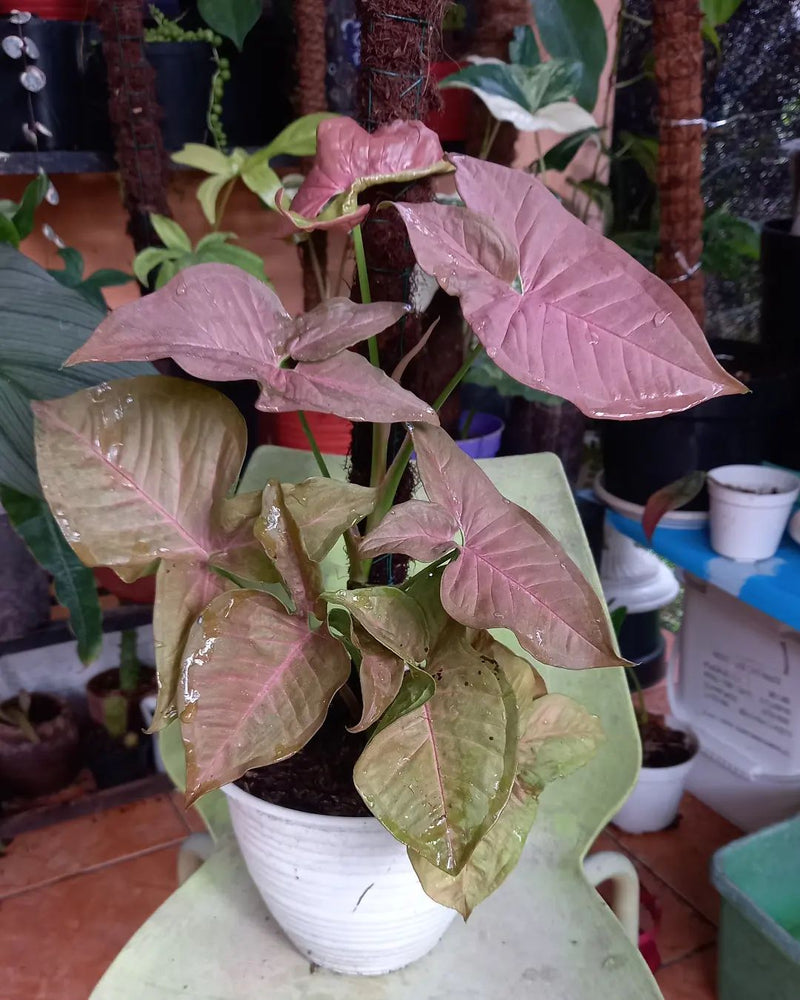 Syngonium Neon Robusta