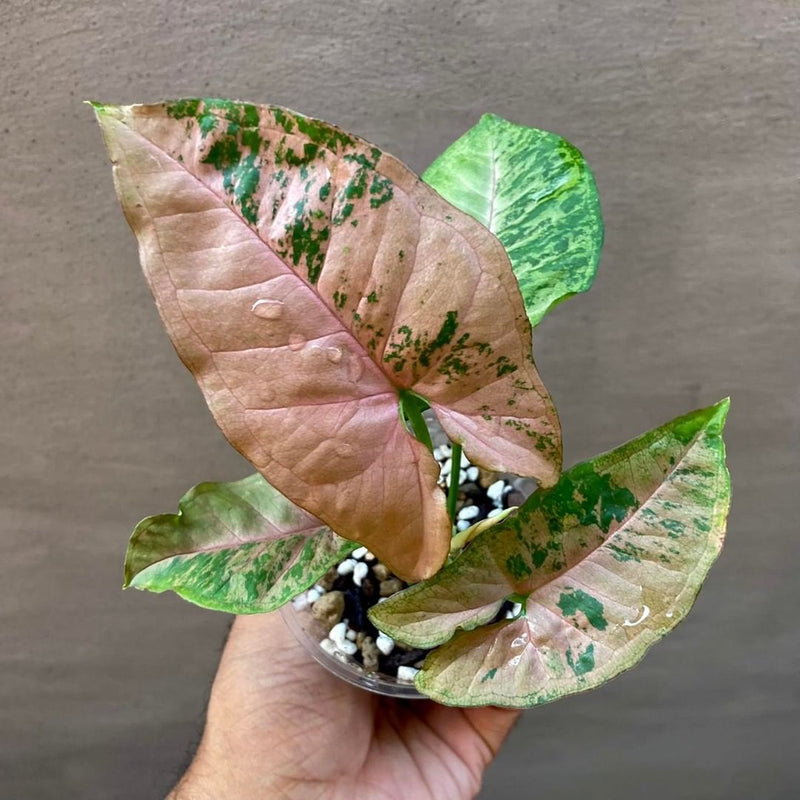 Syngonium Pink Flecked