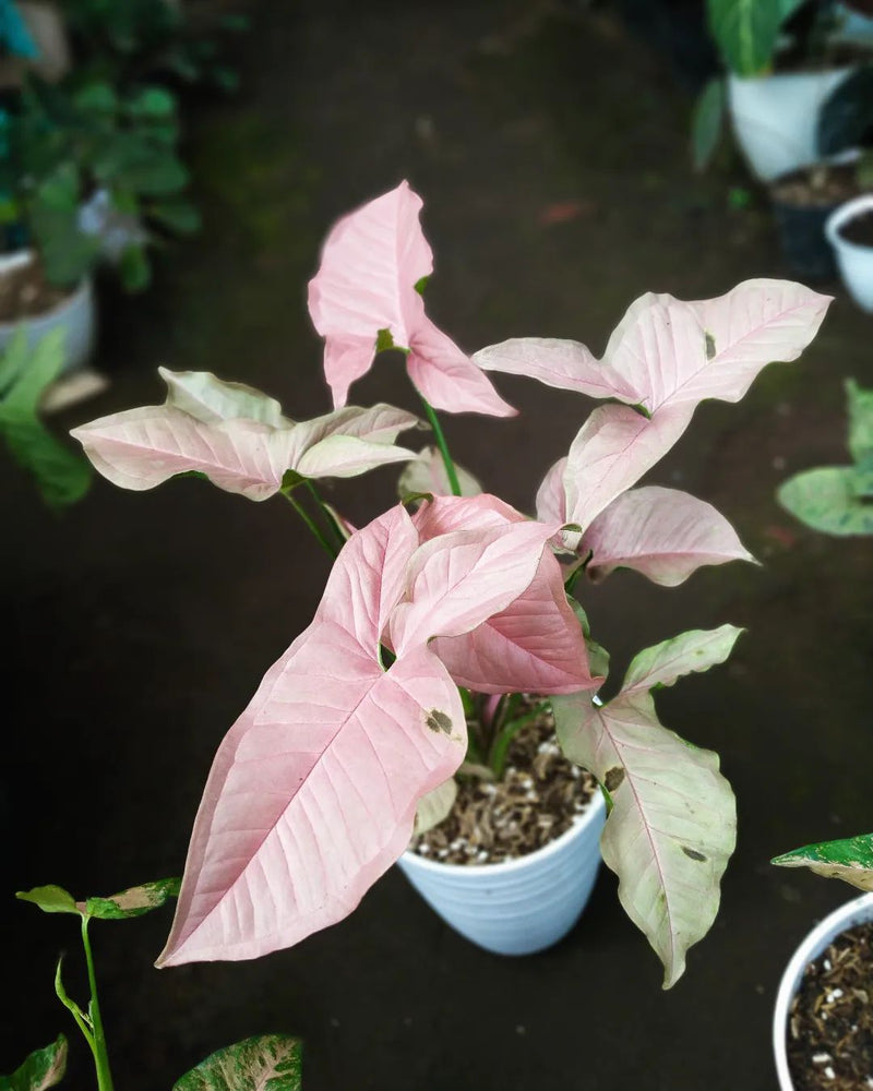 Syngonium Neon Robusta