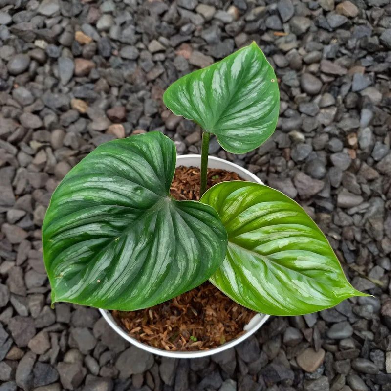 Philodendron Plowmani