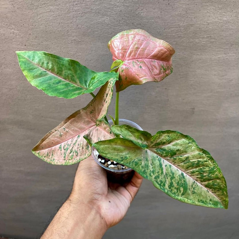 Syngonium Pink Flecked