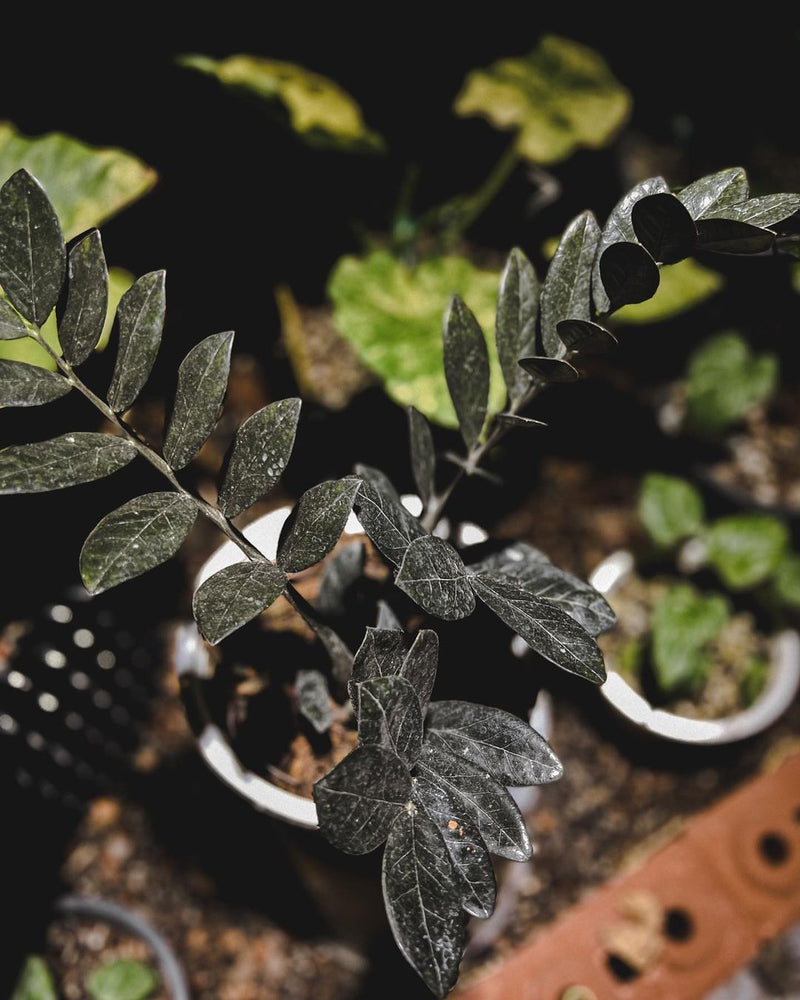 Zamioculcas Zamiifolia Black