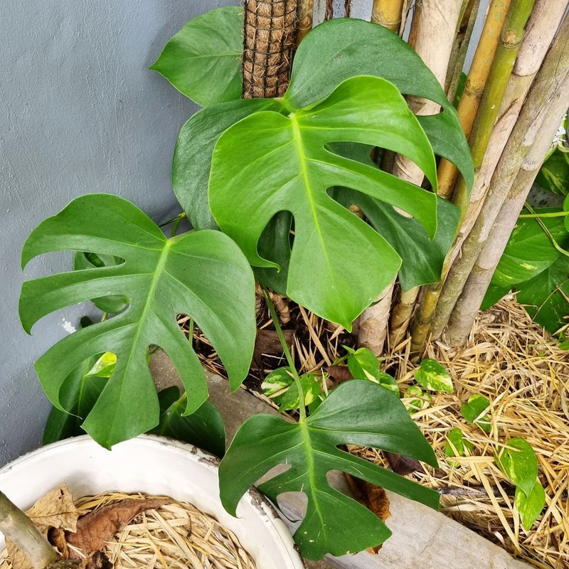 Monstera Deliciosa