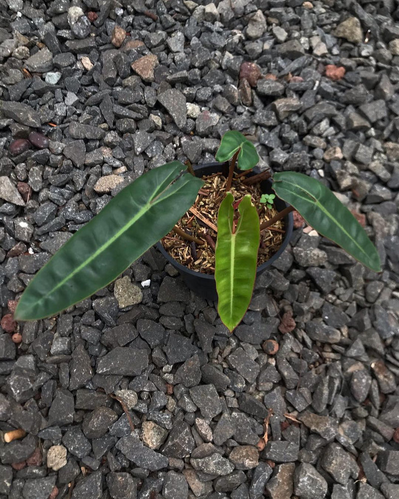 Philodendron Billietiae