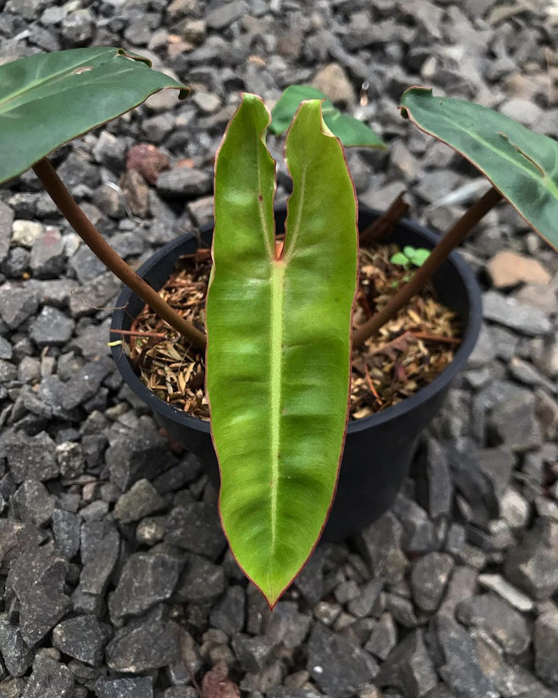 Philodendron Billietiae