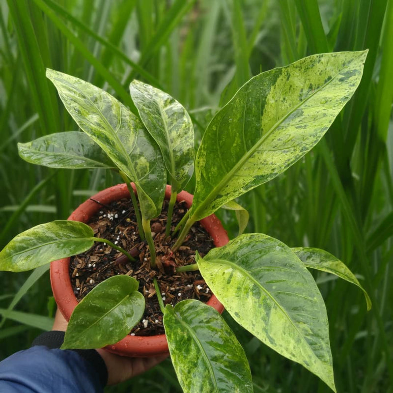 Anthurium Hokeri Variegated