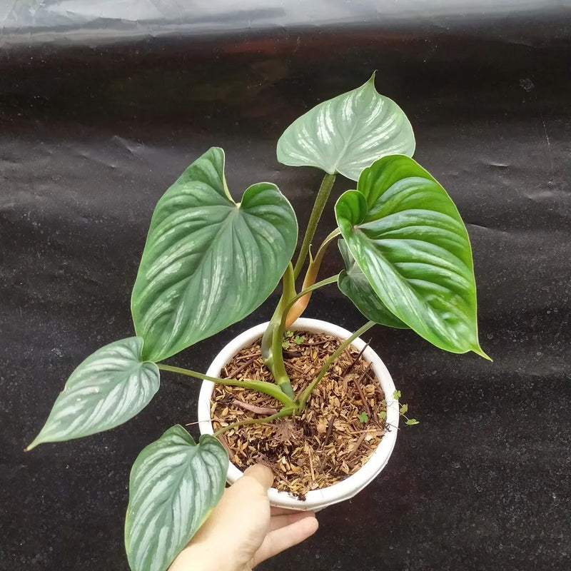 Philodendron Plowmani