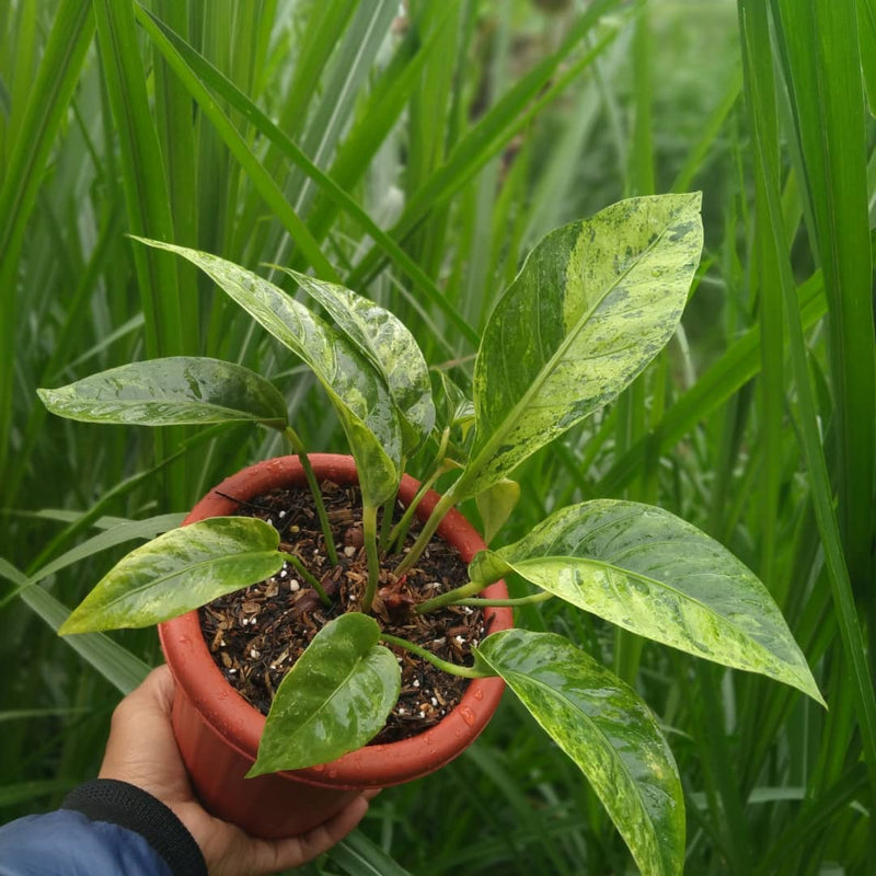 Anthurium Hokeri Variegated