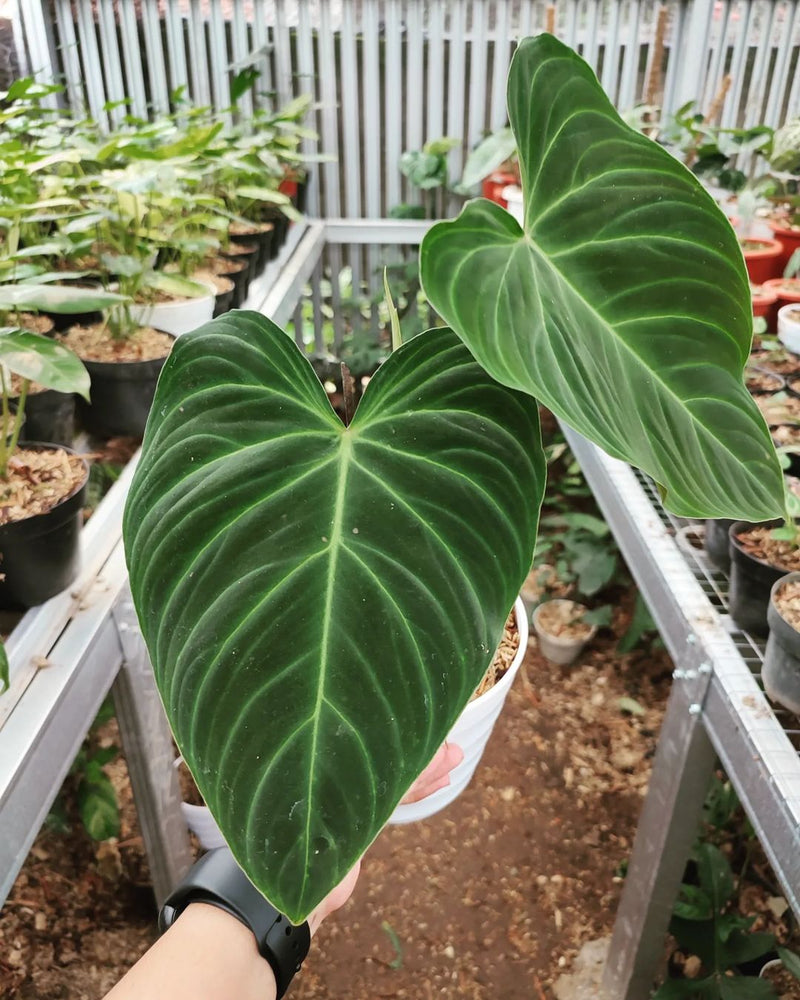 Philodendron Splendid