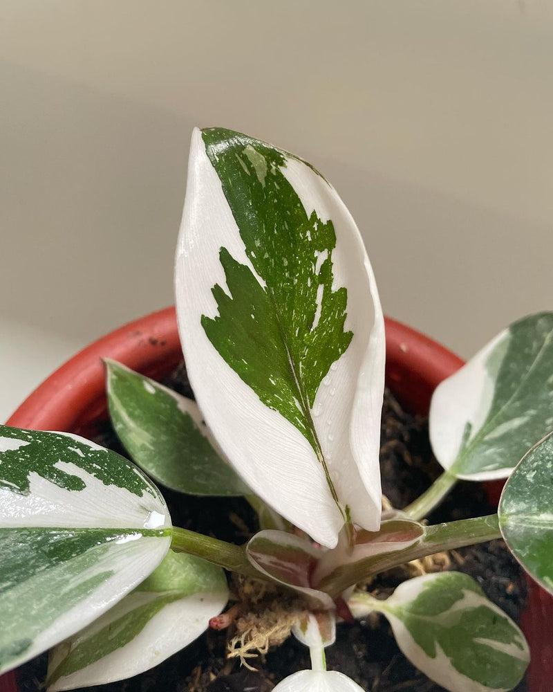 Philodendron White Knight Marble Variegated