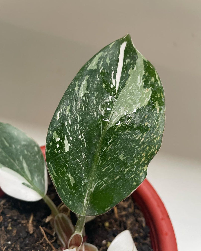 Philodendron White Knight Marble Variegated